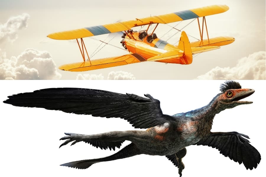 上：複葉機、下：複葉機みたいに飛んだ場合のミクロラプトル