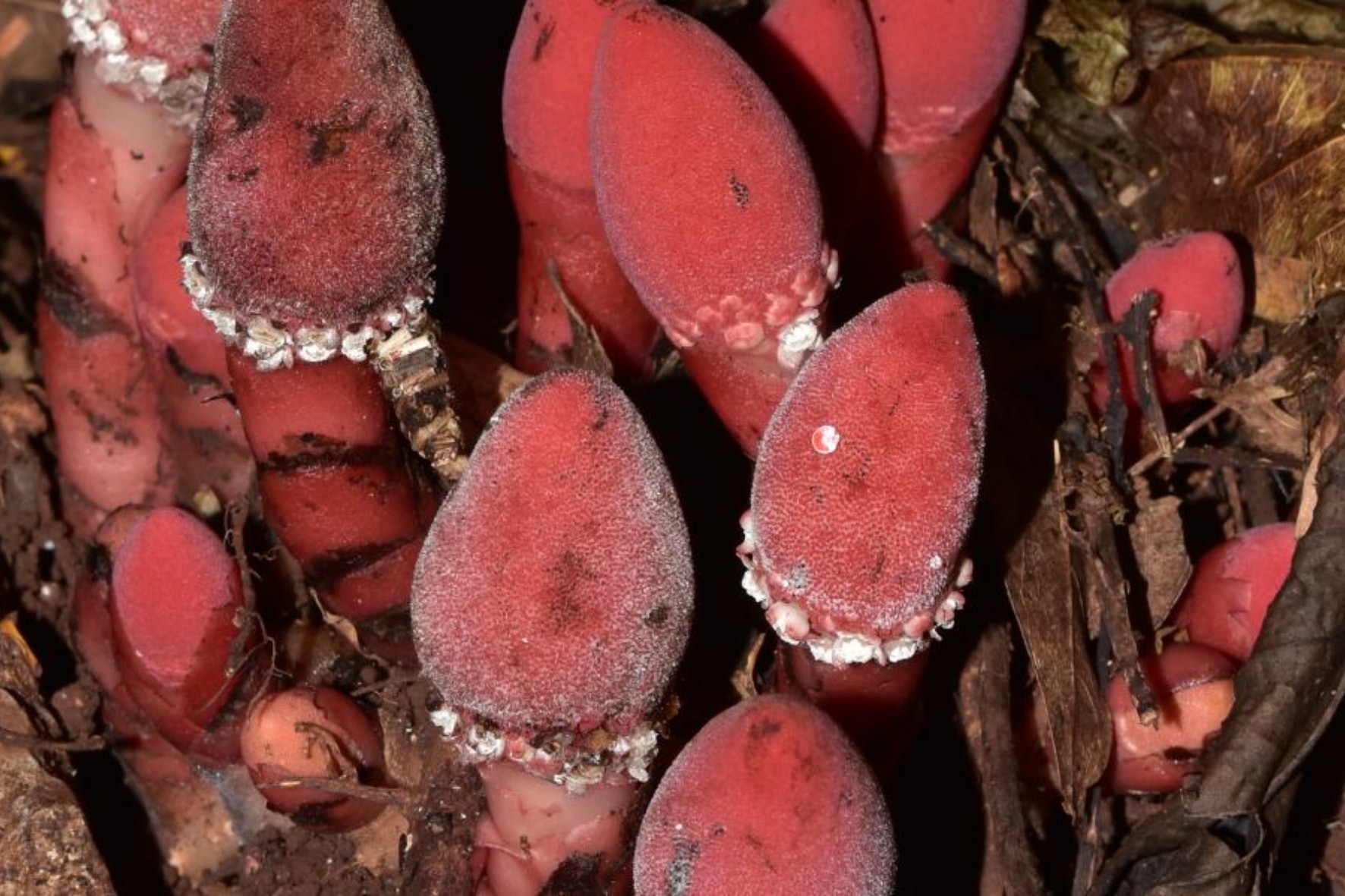 Balanophora, an amazing parasitic plant that turns host cells into its own body – Rhinology