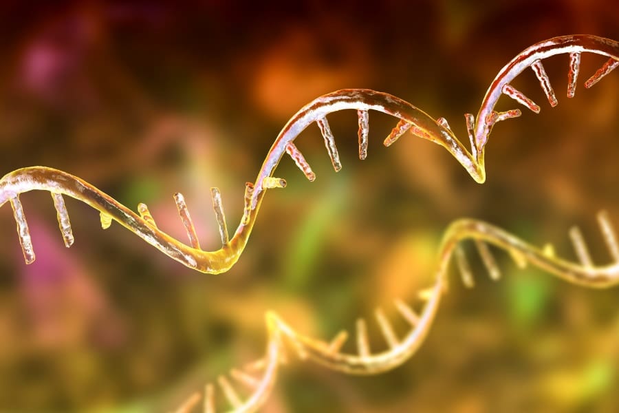 RNAはDNAの設計図をもとにタンパク質の合成を行う