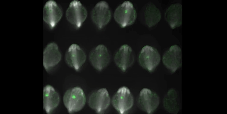 18個の胚の鼓動。心臓は緑色に光っている。カルシウム濃度の上昇に応じて明るくなる