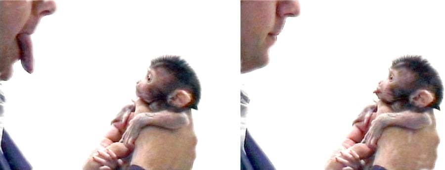 ヒトの表情を真似するマカクザルの赤ちゃん