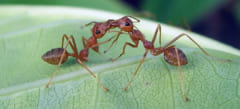 アリには消化した食物や分泌する化学物質を交換する習慣がある