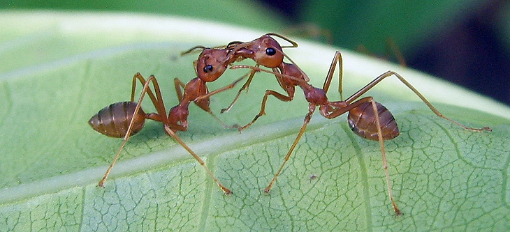 アリには消化した食物や分泌する化学物質を交換する習慣がある