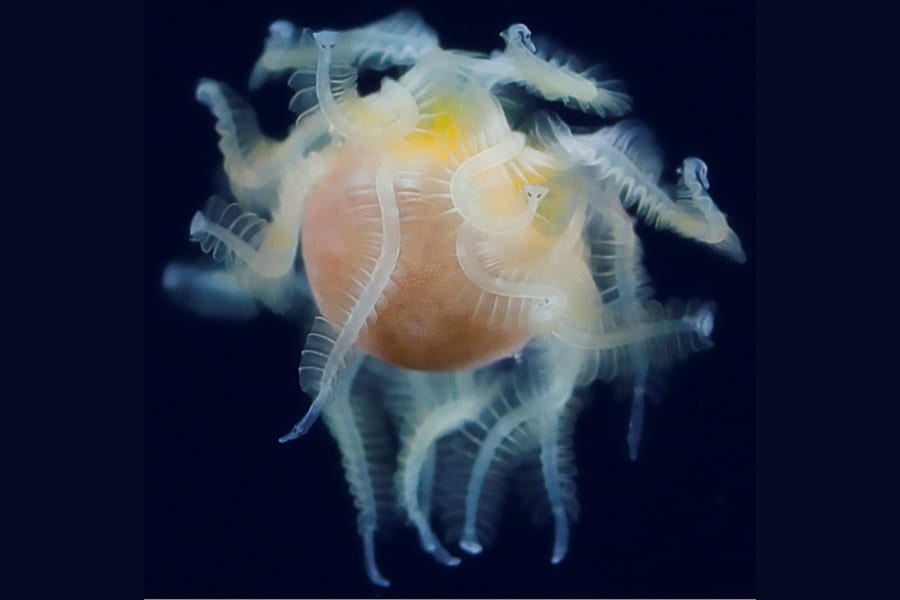 生物学者が困惑した水中写真家がインスタに投稿した謎生物の正体が判明！