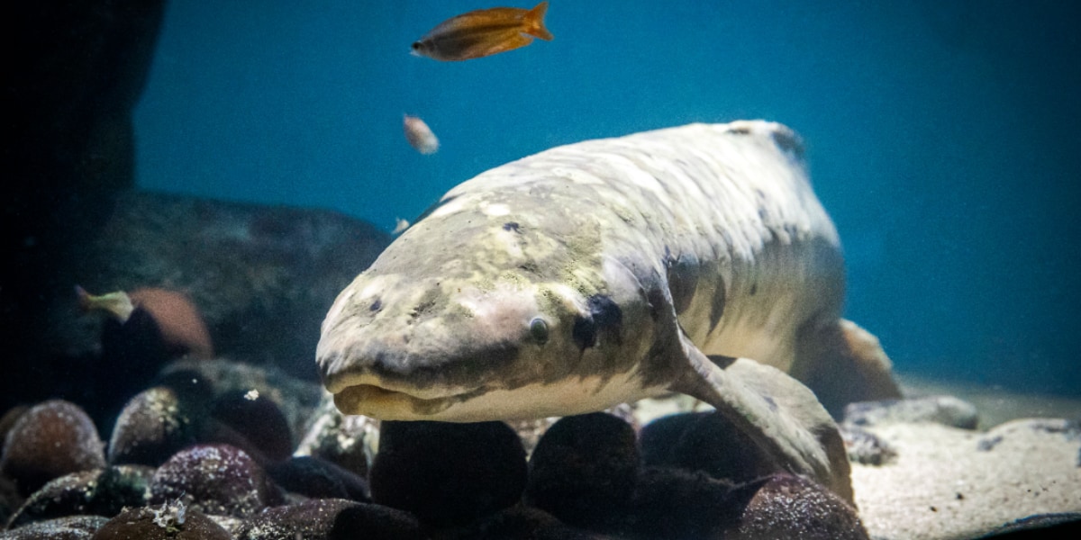 飼育魚として世界最高齢の魚「メトセラ」