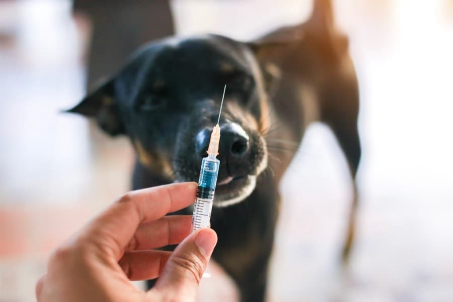 米国の50%近くが飼い犬への狂犬病ワクチンは不要だと考え始めている