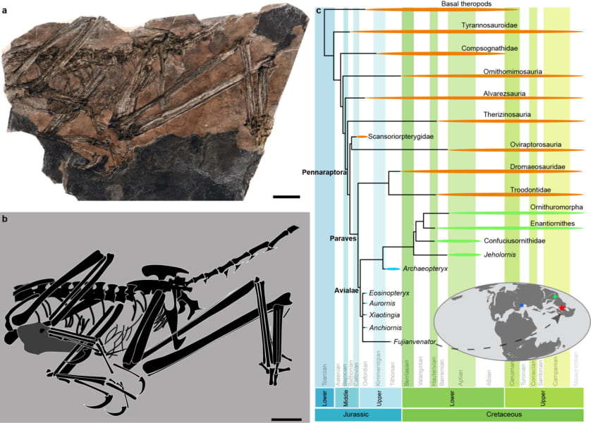 左：発見された化石、右：系統図（一番下の鳥翼類に新種が位置）