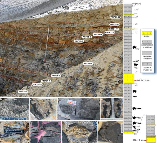 新種が見つかった地層では他に亀や淡水魚の化石も大量に見つかった