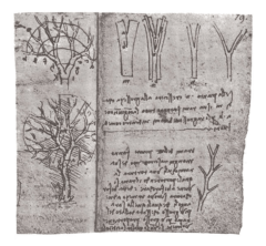 ダヴィンチのノートに書き残された樹木についての法則