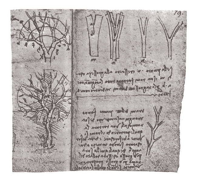 ダヴィンチのノートに書き残された樹木についての法則