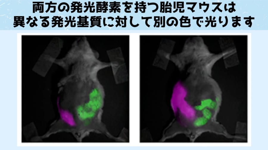 異なる発光基質を注射された胎児マウスは、それぞれ別の色に発行します