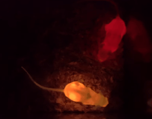 マウスたちは暗闇の中でも自分自身から発せられる光で周囲を見ることができます