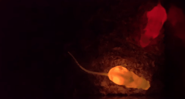 蛍の遺伝子を組み込んで「暗闇で輝く」マウスを作ることに成功！