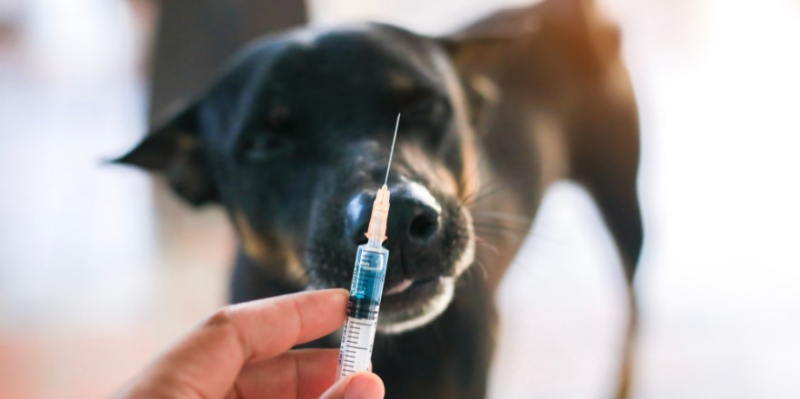 多くの人がイヌ用ワクチンにも不信感を抱いている