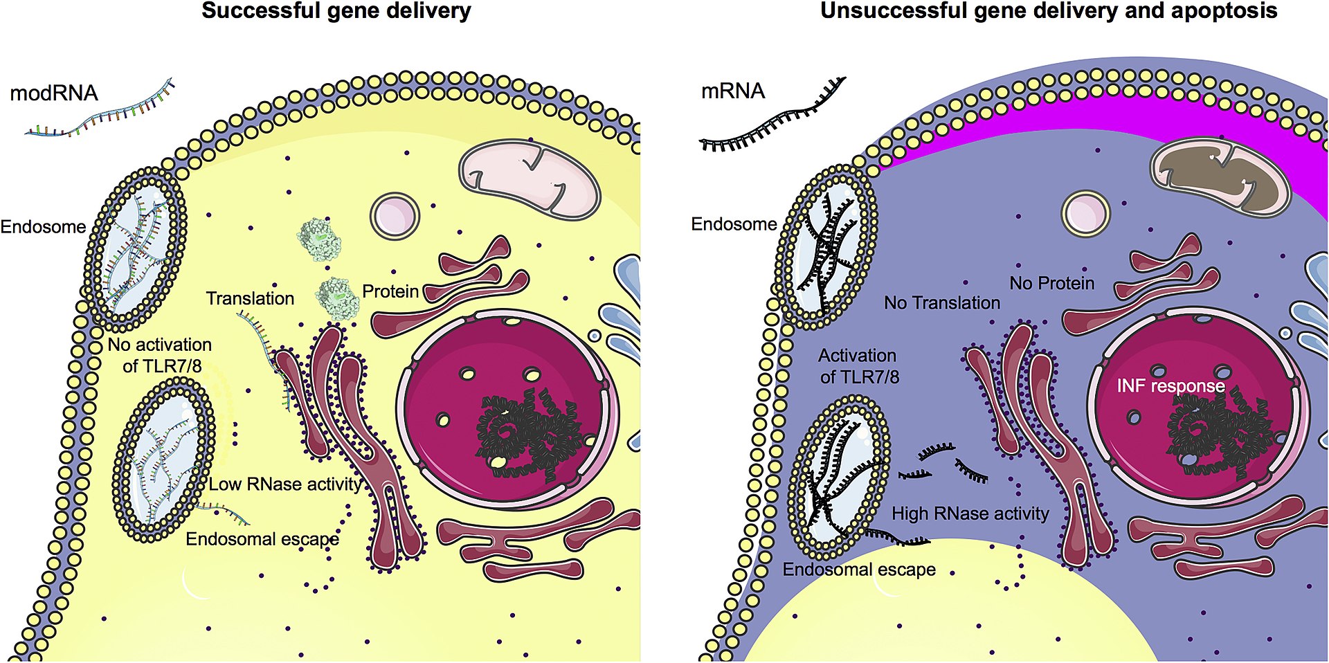 修正塩基を持つmodRNA（左）は免疫の活性化を引き起こさない