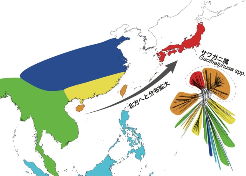 アジア地域のサワガニ類の分布と系統関係