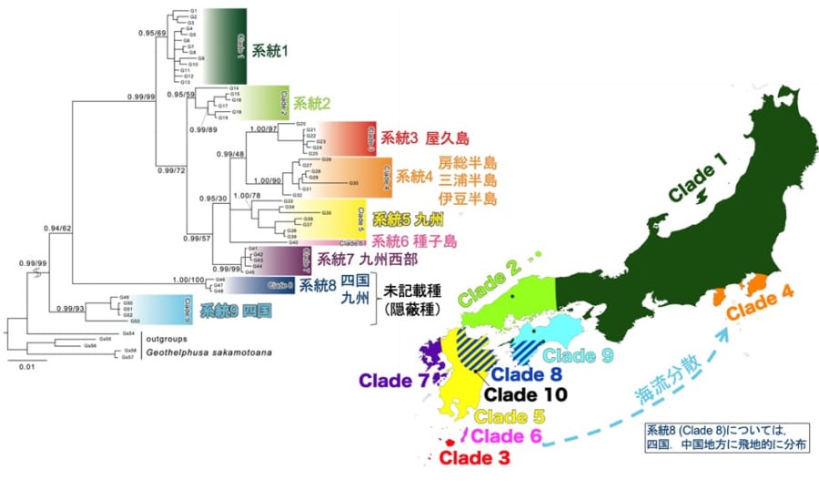 日本のサワガニ種内に確認された10タイプの遺伝系統