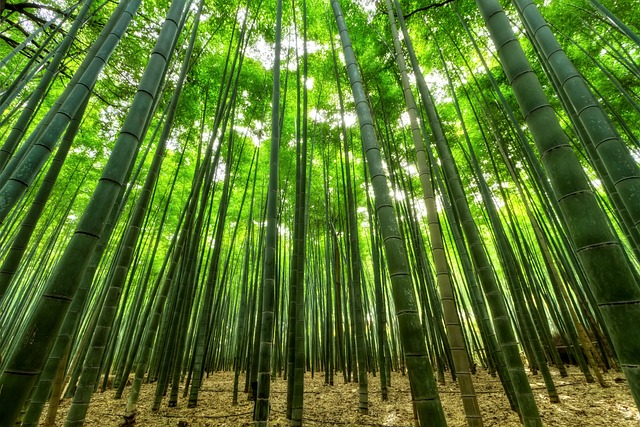 植物学における草木の分類にあてはまらない「竹」