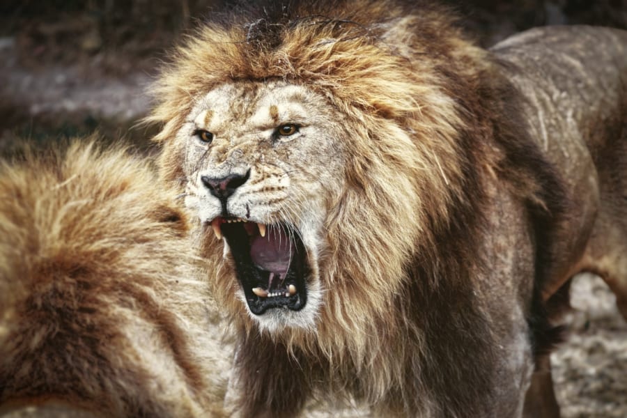 調査ではライオン鳴き声と人間の声が比較されました
