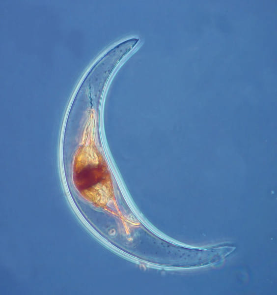 光る渦鞭毛藻の一種「Pyrocystis lunula」