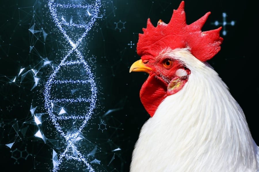 遺伝編集で鳥インフルエンザに耐性のあるニワトリを作成！