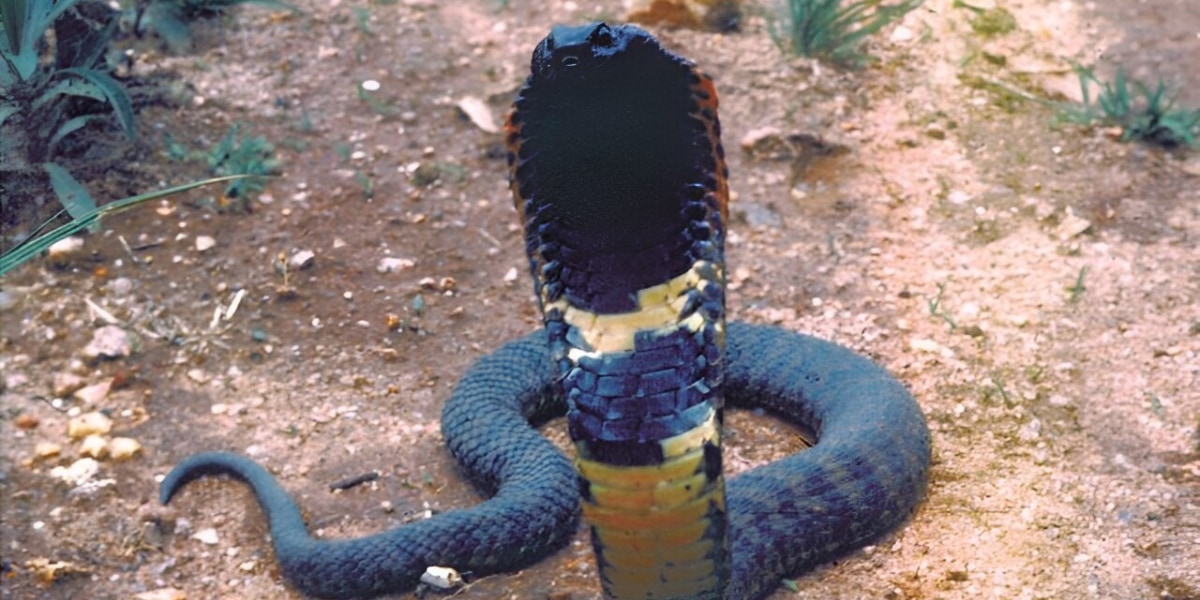 アフリカ産の「毒ヘビの新種」を発見したが、もう絶滅してるっぽい