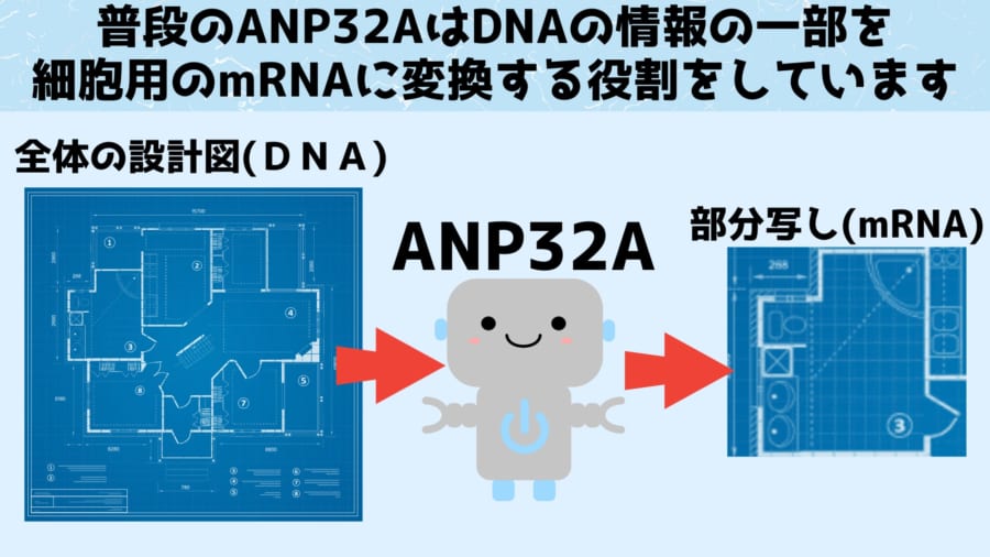 ANP32AはDNAからRNAを作る転写の役割を担っています