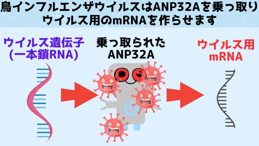 鳥インフルエンザウイルスはANP32AのRNAを製造する能力を乗っ取り、自己複製に利用します