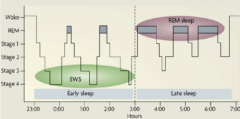 睡眠のリズムを示すグラフ。眠りの浅いレム睡眠のタイミングだと脳が非常にスッキリとした状態で目覚めることができる