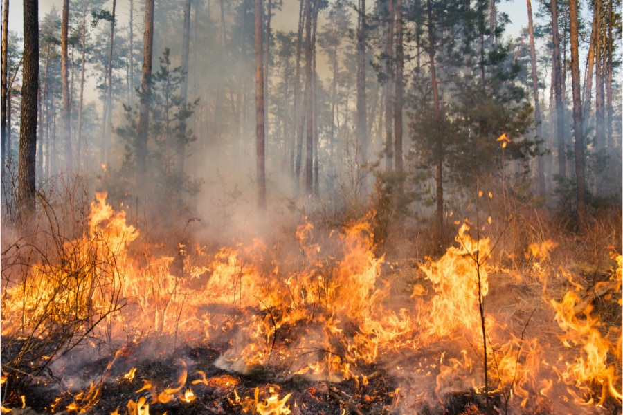 地球最初の自然火災はいつ頃？