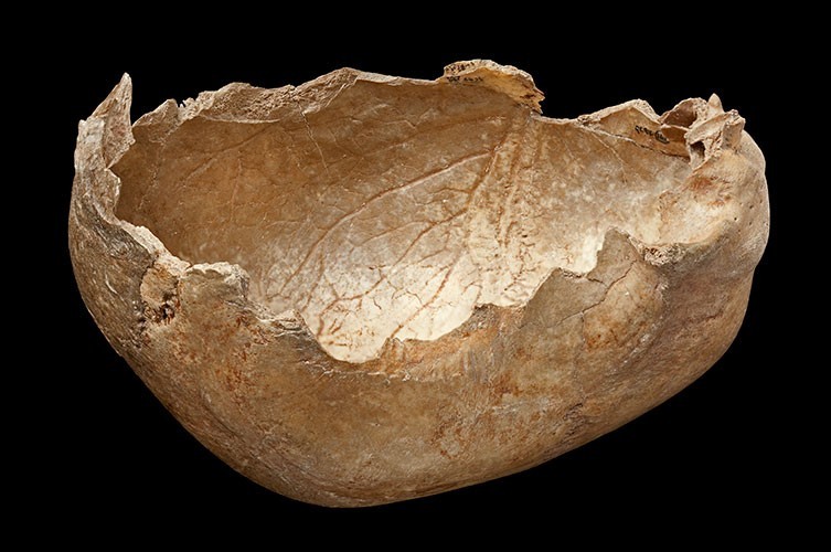 ガフ洞窟で見つかった頭蓋骨（人の歯形が無数についている）