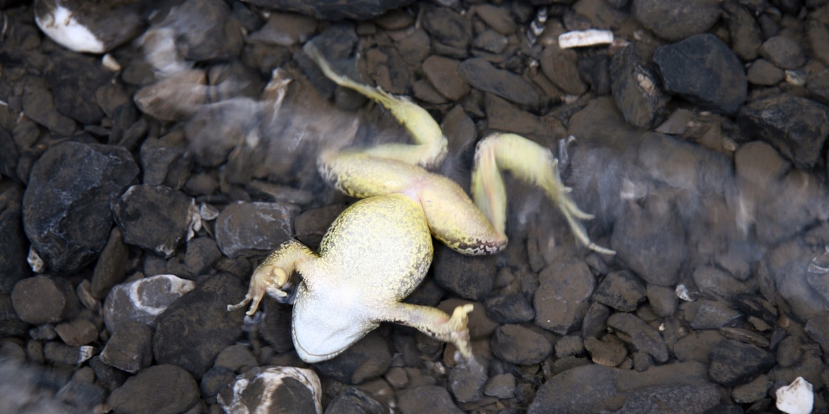 ヨーロッパアカガエルのメスは望まない交尾相手を死んだふりによって回避するようです