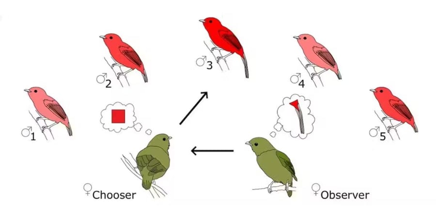 メスは経験豊富なメスを見てオスを選択するが、2個体が同じ特徴を魅力と感じるわけではない（図では、経験豊富なメスは「赤い羽」に、観察するメスは「長い尾」に魅力を感じている）。