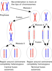 単為生殖で遺伝子が受け継がれるイメージ