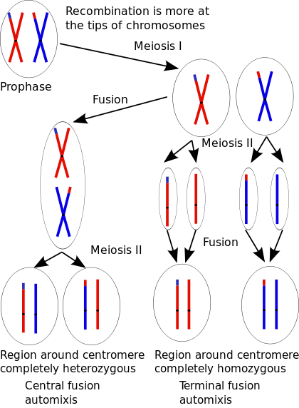 単為生殖で遺伝子が受け継がれるイメージ