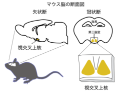 マウス脳の断面図（左）と視交叉上核の位置（右）