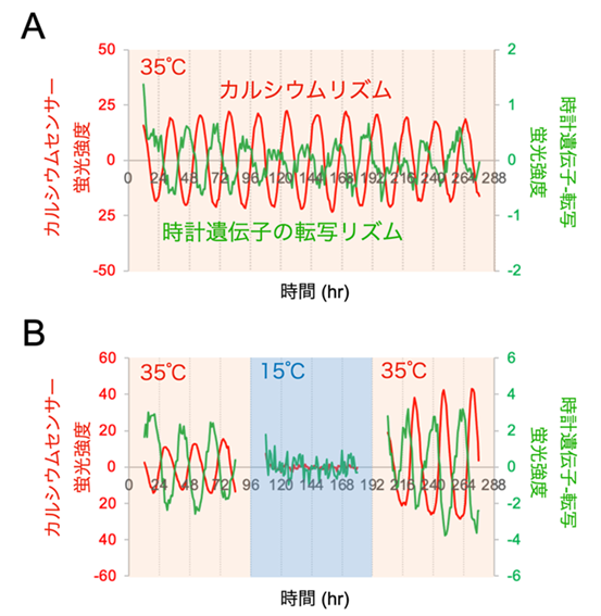 時計遺伝子（緑）と細胞内カルシウム（赤）の概日リズム。A：35℃で12日間測定した概日リズムのデータ、B：35℃で4日､15℃で4日、再び35℃で4日計測したデータ