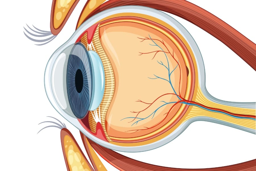 視神経の接続を含む、眼球移植は非常に難しい