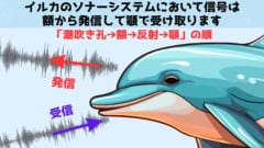 イルカはどうやって音波探知能力を進化させたのか？古代のイルカの化石に特殊な痕跡を発見の画像 2/4