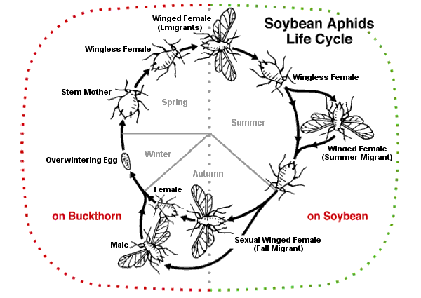 アブラムシの生活環、夏～秋は単為生殖