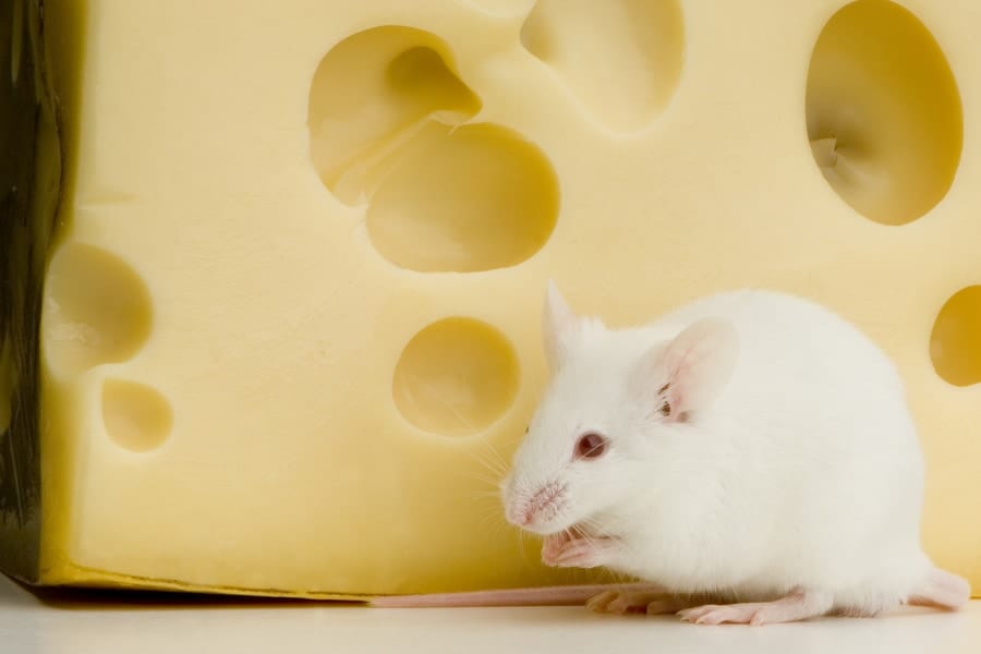 マウスが通常通り口で餌を食べると、口から脳に信号が送られ、PRLHニューロンが活性化