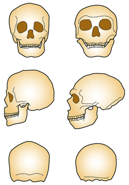 現生人類（左）とネアンデルタール人（右）の頭蓋骨の比較