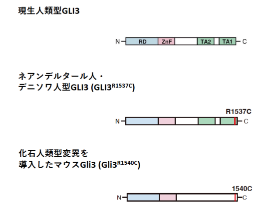 GLI3のタンパク質の構造