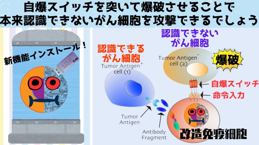 がんの細胞死を活性化させる「自爆スイッチ」を特定することに成功！