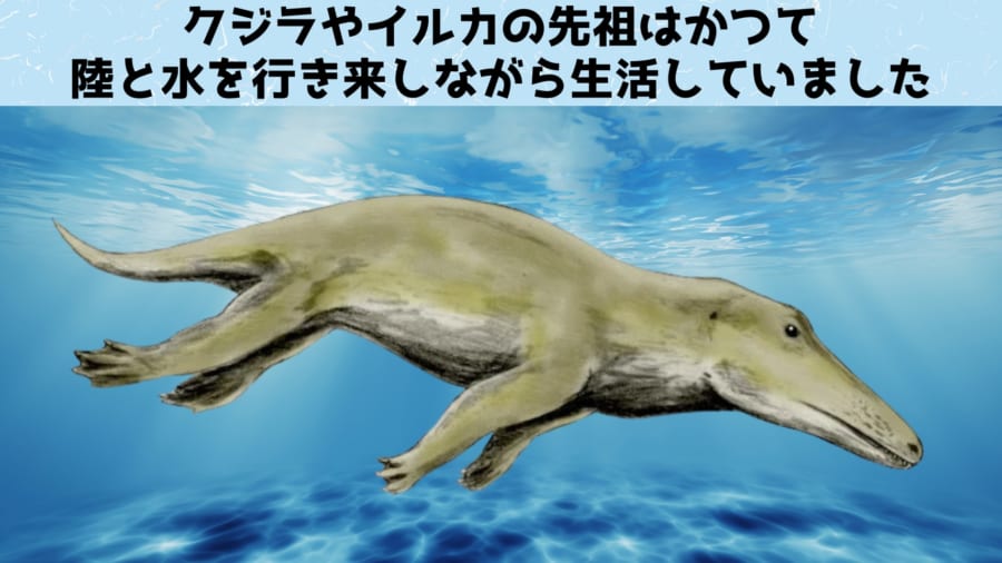 クジラやイルカの先祖とされるアンブロケトゥス