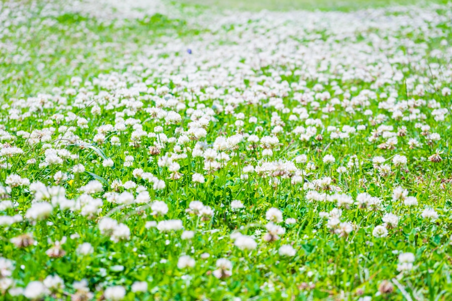 ヨーロッパから来たシロツメクサ。その白い花は春の温かみを感じさせる