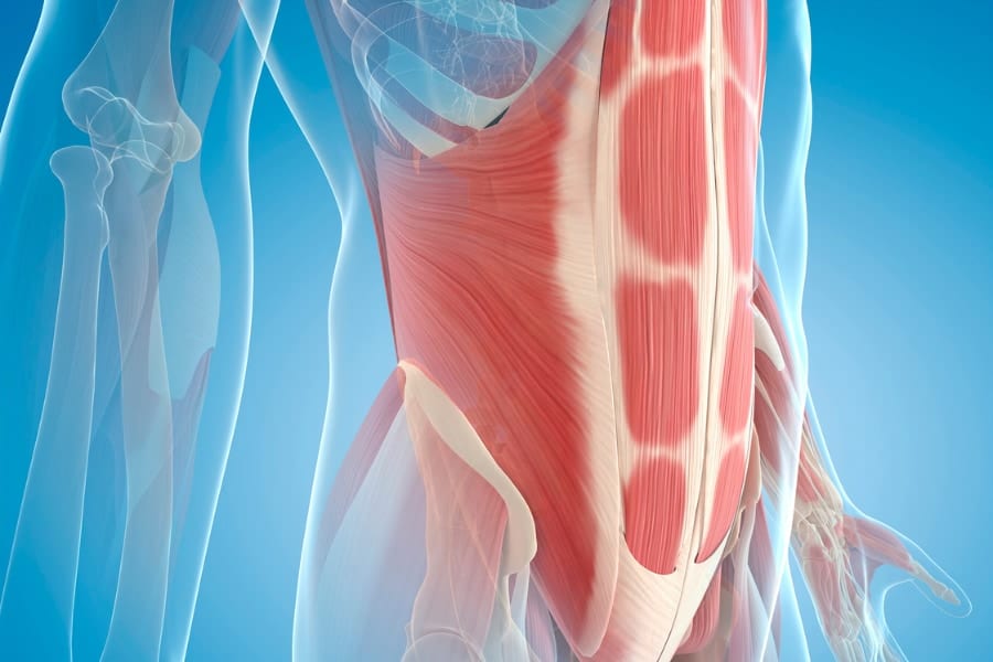 腹部には様々な筋肉で構成されている。
