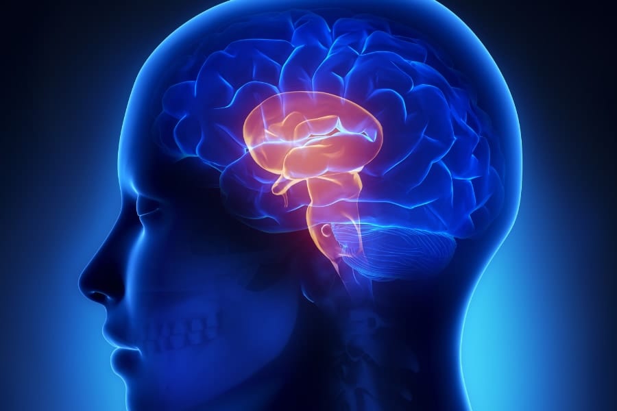 食欲を抑制するプロセスは、脳幹の奥に秘められている