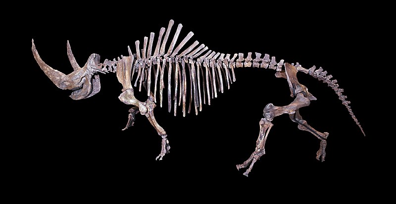 シベリアに生息していたケブカサイの骨格標本