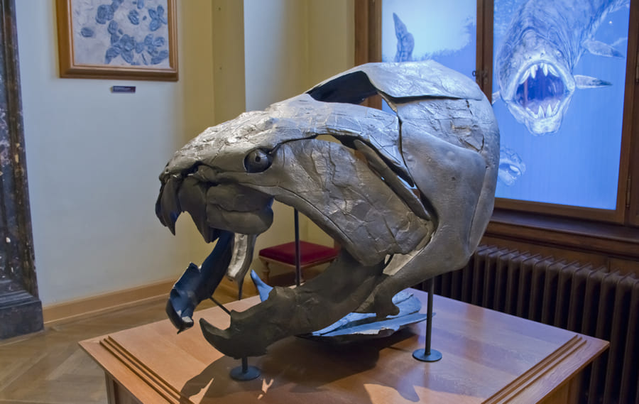 強靭な顎の骨を備えた原始的な魚類板皮類の一種「ダンクルオステウス」の頭骨